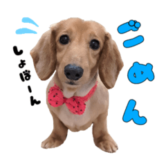 [LINEスタンプ] リンちゃん＆レンくん