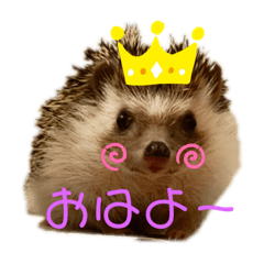 [LINEスタンプ] 私のハリネズミ