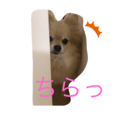 [LINEスタンプ] 忠犬ももこ❤️