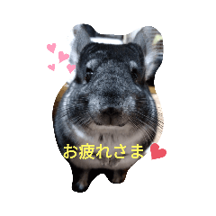 [LINEスタンプ] おりぶさん
