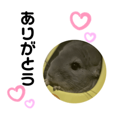 [LINEスタンプ] チンチラのみんこぷんこ