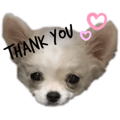 [LINEスタンプ] チワワのカイトくんの日常