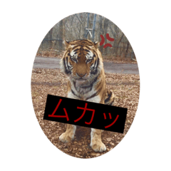[LINEスタンプ] トトラトラトラスタンプ