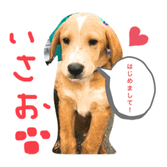 [LINEスタンプ] いやしのいさお