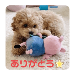 [LINEスタンプ] マルプーのロン