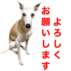 [LINEスタンプ] ベスの毎日 デカ文字 大人言葉バージョン