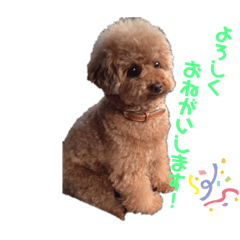 [LINEスタンプ] トイプードルなっちゃん②