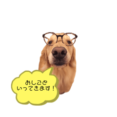 [LINEスタンプ] ゴールデンレトリバーとわ＆ゆい