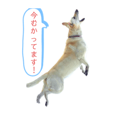 [LINEスタンプ] ホワイトシェパード＆トイプードル♡
