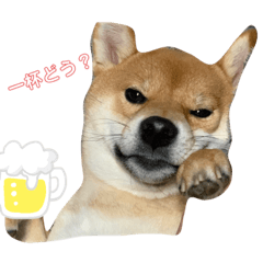 [LINEスタンプ] 柴犬わさびのスタンプ