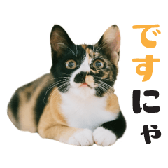 [LINEスタンプ] ちびっこ三毛・子猫の写真スタンプ 日本語