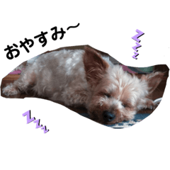 [LINEスタンプ] チャクリ〜