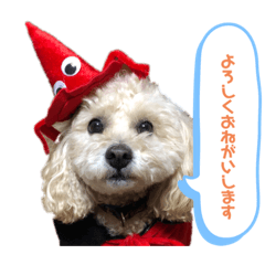 [LINEスタンプ] 我が家の犬兄弟スタンプ〜ここあそら〜