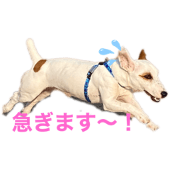 [LINEスタンプ] 豆次郎