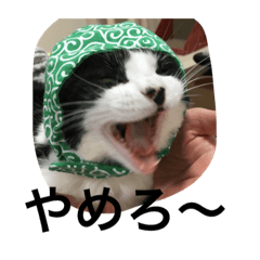 [LINEスタンプ] けんのイヌネコ ポンマリブチ