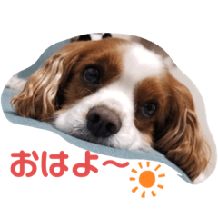 [LINEスタンプ] 我が家のキャバリア♡かんたくん
