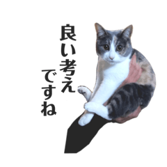 [LINEスタンプ] 猫ちゃん_スタンプ