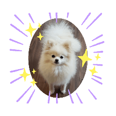 [LINEスタンプ] コロとモコのたのしい毎日☆