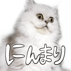 [LINEスタンプ] ぶちゃ猫チンチラの「ピコタン」2