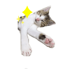 [LINEスタンプ] 辻家の猫