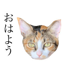 [LINEスタンプ] 保護猫秋 part3