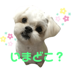 [LINEスタンプ] シロンちゃん