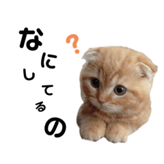 [LINEスタンプ] ねこのむぎ日常スタンプ