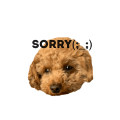 [LINEスタンプ] cocoスタンプだぞ2