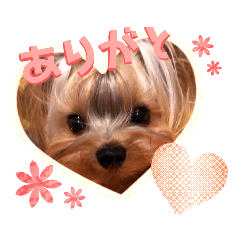 [LINEスタンプ] YORKIEs' sisbro