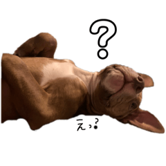 [LINEスタンプ] PITBULL パピー期