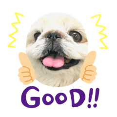 [LINEスタンプ] ホワイトペキニーズのらんちゃん