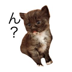 [LINEスタンプ] 幸福を呼ぶニャン子