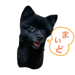 [LINEスタンプ] 黒ポメ☆日常