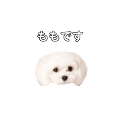 [LINEスタンプ] ももぴすたんぷ（1）