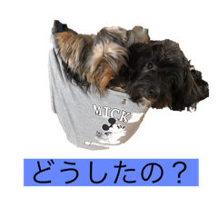 [LINEスタンプ] 愛犬癒し