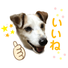 [LINEスタンプ] ハロー！charです。