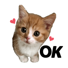 [LINEスタンプ] chacha"