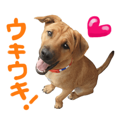 [LINEスタンプ] おちゃめな 土佐ピットくん
