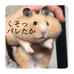[LINEスタンプ] くりきんとんの日常