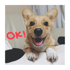 [LINEスタンプ] 大好きココちゃん！