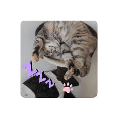 [LINEスタンプ] コジロー(メス♀)