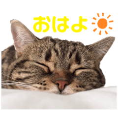 [LINEスタンプ] しーにゃんすずちゃんスタンプ