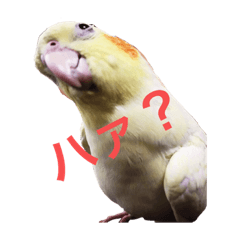 [LINEスタンプ] オカメインコのぴっぴとぽっぽ
