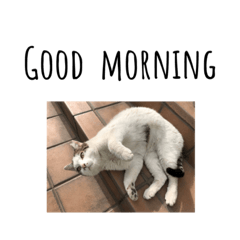 [LINEスタンプ] にぼしです。