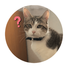 [LINEスタンプ] ねこのぺろくん