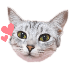 [LINEスタンプ] うちのLUNA