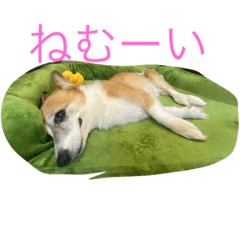 [LINEスタンプ] 水道屋の仔 スイちゃん