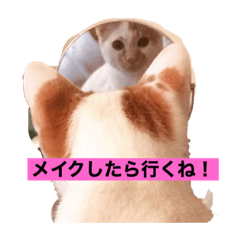 [LINEスタンプ] 猫スタⅡ