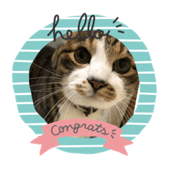 [LINEスタンプ] ねこのスローライフ スタンプ