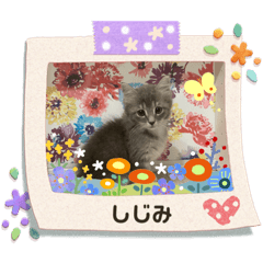 [LINEスタンプ] ラガマフィンのしじみ